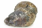 Iridescent Ammonite (Hoploscaphites) Fossil - Montana #316570-1